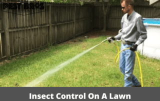 Insect Control On A Lawn