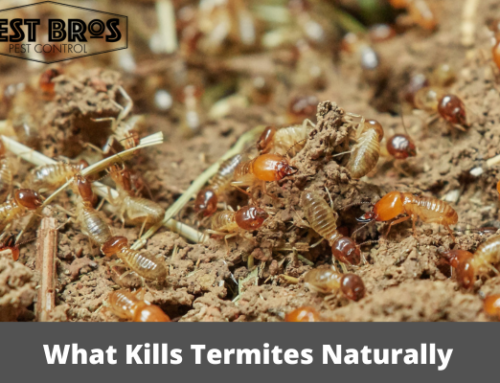 What Kills Termites Naturally