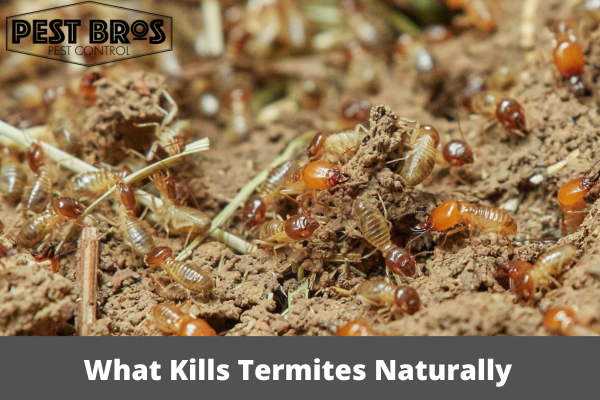 What Kills Termites Naturally