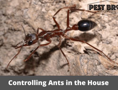 Controlling Ants in the House