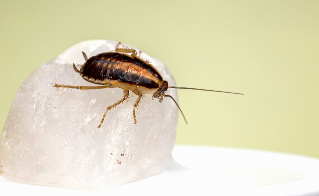 German Cockroach Pest Control