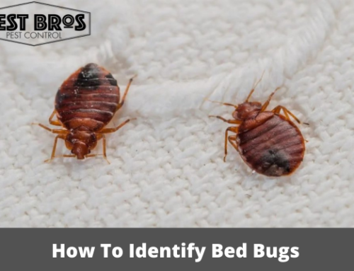 How To Identify Bed Bugs: A Comprehensive Guide For Homeowners