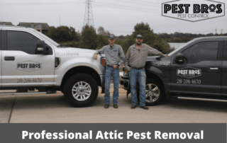 Professional Attic Pest Removal