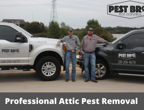 Professional Attic Pest Removal: Why You Need Experts and What to Expect