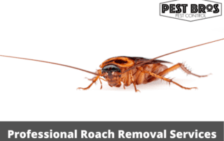 Professional Roach Removal