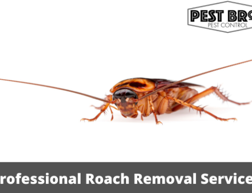 Professional Roach Removal Services: When And Why To Call In The Experts