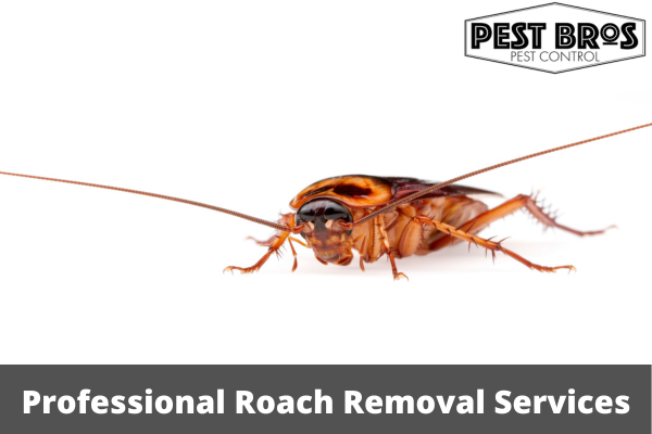 Professional Roach Removal