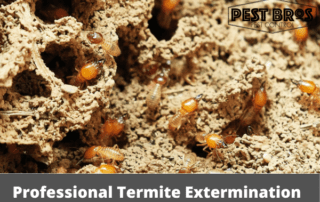 Professional Termite Extermination Services