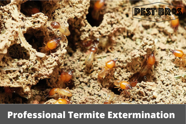 Professional Termite Extermination Services