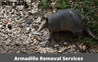 Armadillo Removal Services