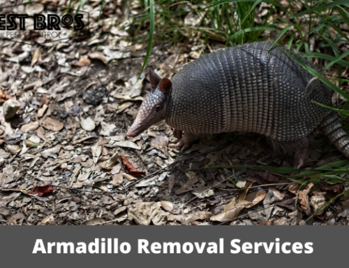 Choosing Professional Armadillo Removal Services: What to Look For