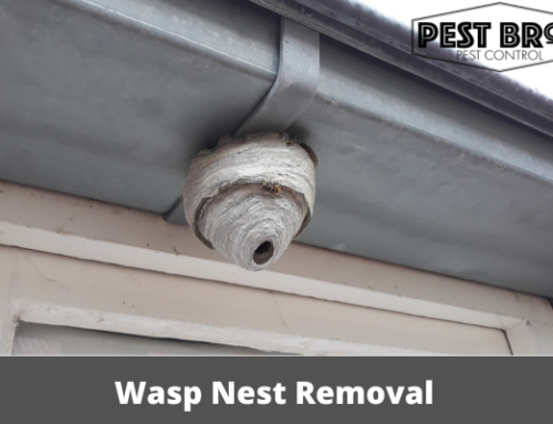 Wasp Nest Removal: DIY Techniques and When to Call Professionals