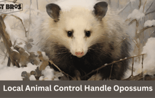 Local Animal Control Handle Opossums