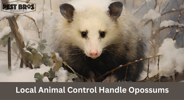Local Animal Control Handle Opossums