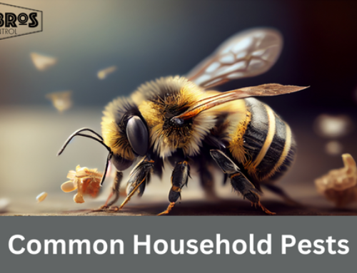 Understand Common Household Pests And How To Identify Them