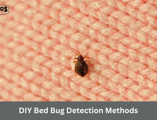DIY Bed Bug Detection Methods