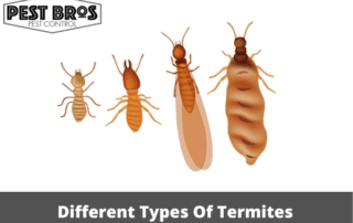 Different Types Of Termites