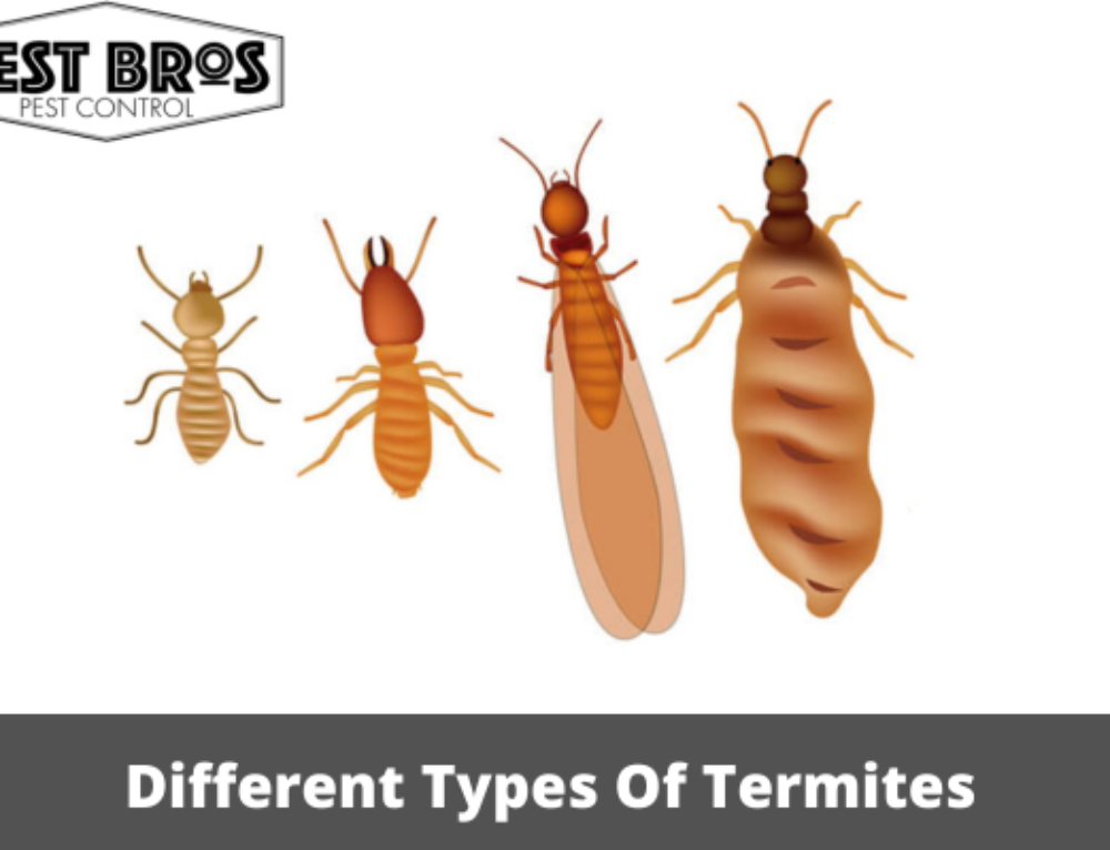 How Does Vinegar Kill Termites?
