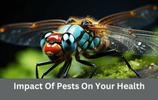 Pests Impact On Health