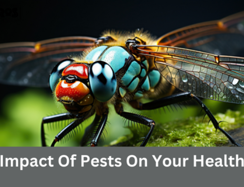 The Impact Of Pests On Your Health