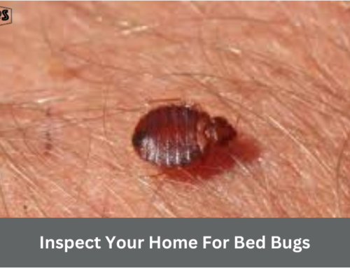 How To Inspect Your Home For Bed Bugs