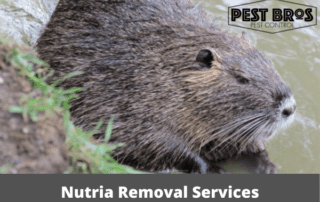 Nutria Removal Services