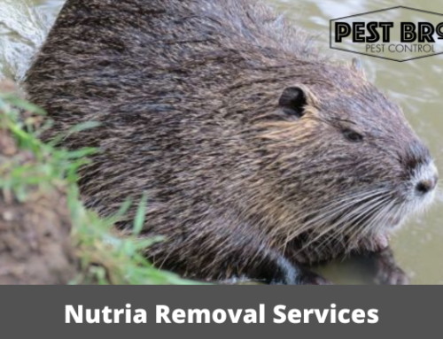 Working with Wildlife Removal Professionals: Nutria Removal Services