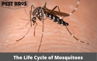 The Life Cycle of Mosquitoes
