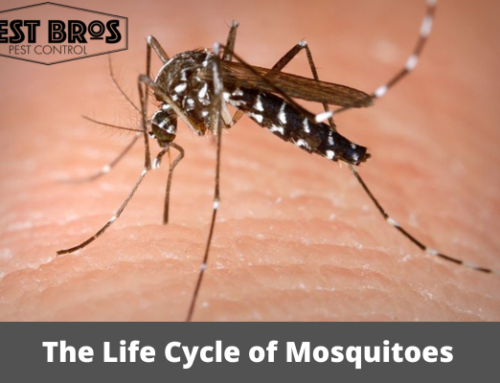 The Life Cycle of Mosquitoes: Disrupting Breeding Habits for Effective Control