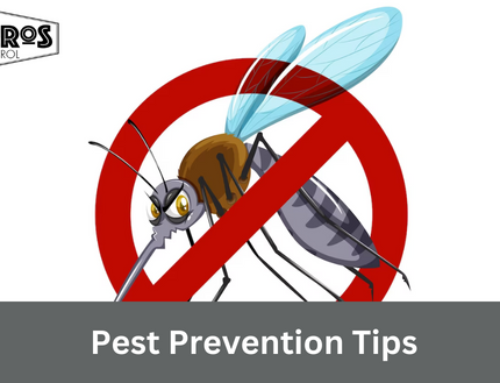 DIY Pest Prevention Tips For A Pest-Free Home