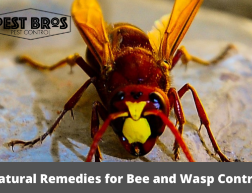 Natural Remedies for Bee and Wasp Control: Eco-Friendly Solutions for Managing Populations