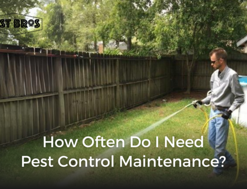 How Often Do I Need Pest Control Maintenance?