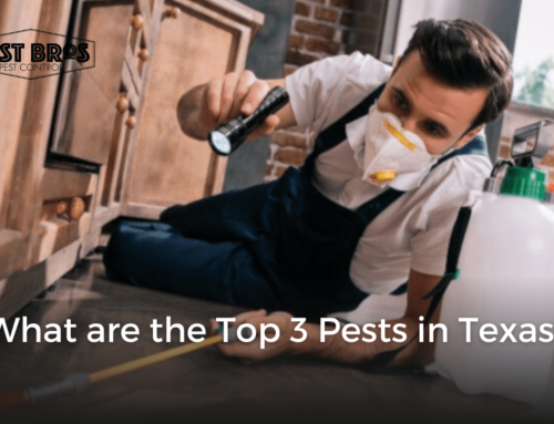 What are the Top 3 Pests in Texas?