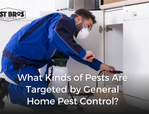 What Kinds of Pests Are Targeted by General Home Pest Control?