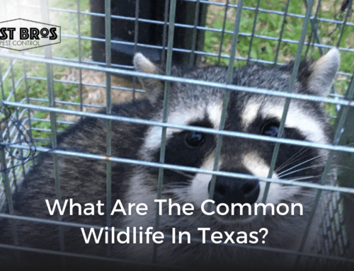 What Are the Common Wildlife in Texas?