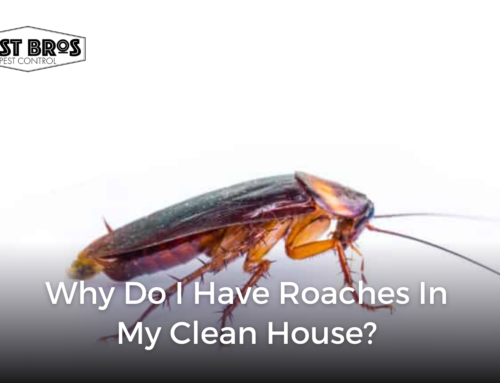 Why Do I Have Roaches In My Clean House?